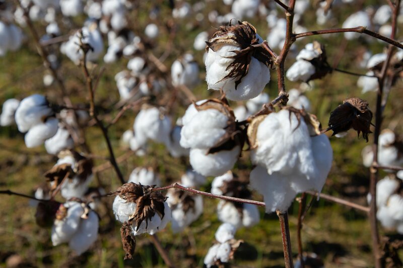 why is organic cotton better